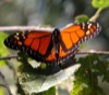 local picture