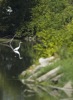 local picture