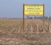 local picture