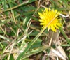 local picture