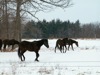 local picture