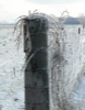 local picture
