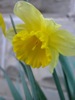 local picture