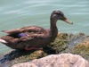 local picture