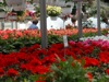 local picture