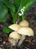 local picture