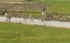local picture
