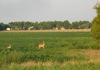 local picture