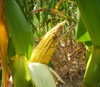 local picture