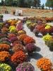 local picture