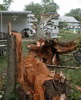 local picture