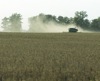 local picture