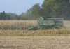 local picture