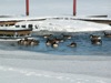 local picture