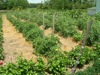 local picture