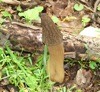 local picture