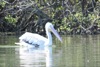 local picture