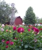 local picture