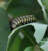 local picture
