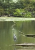 local picture