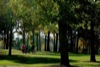 local picture