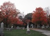 local picture