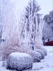 local picture