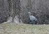 local picture