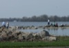 local picture