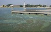 local picture