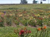 local picture