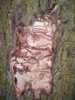 local picture