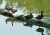 local picture