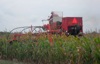 local picture