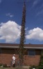 local picture