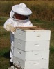 local picture