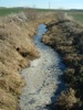 local picture