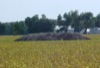 local picture