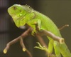 local picture