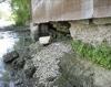 local picture
