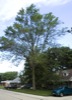 local picture