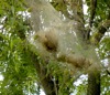 local picture