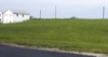 local picture