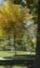 local picture