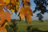 local picture