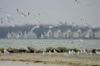 local picture