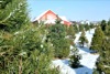 local picture