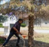 local picture
