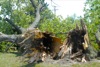 local picture