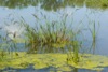 local picture